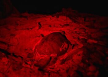 Promueve Atenea Gómez cuidado de las Tortugas Marinas y el medio ambiente