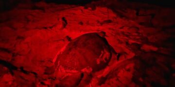 Promueve Atenea Gómez cuidado de las Tortugas Marinas y el medio ambiente