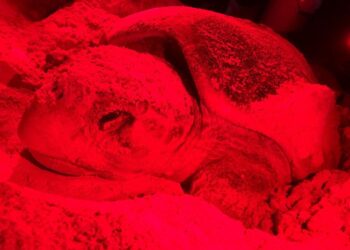 Van más de 50 mil huevos protegidos en el Campamento Tortuguero en Isla Mujeres