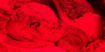 Van más de 50 mil huevos protegidos en el Campamento Tortuguero en Isla Mujeres