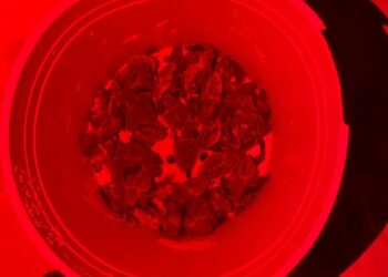 Encabeza Atenea Gómez un municipio que cuida y protege a la tortugas marinas