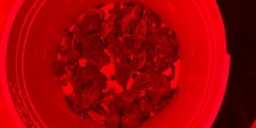 Encabeza Atenea Gómez un municipio que cuida y protege a la tortugas marinas