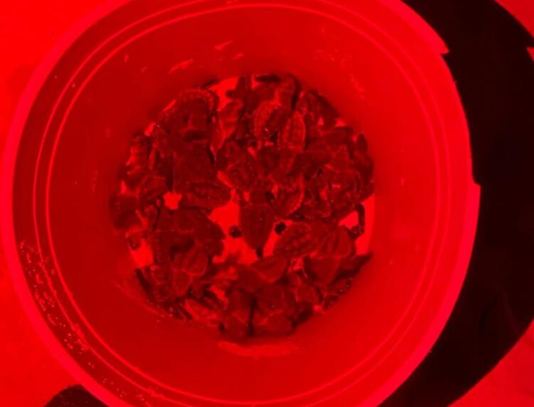 Encabeza Atenea Gómez un municipio que cuida y protege a la tortugas marinas