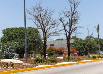 Gobierno de Playa del Carmen reforesta camellón de la carretera federal