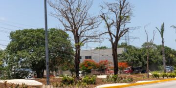 Gobierno de Playa del Carmen reforesta camellón de la carretera federal