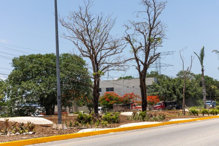 Gobierno de Playa del Carmen reforesta camellón de la carretera federal
