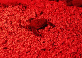 Redobla Atenea Gómez esfuerzos para conservación de la tortuga marina