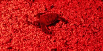 Redobla Atenea Gómez esfuerzos para conservación de la tortuga marina