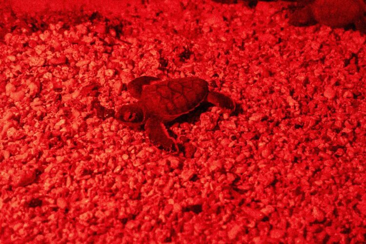 Redobla Atenea Gómez esfuerzos para conservación de la tortuga marina