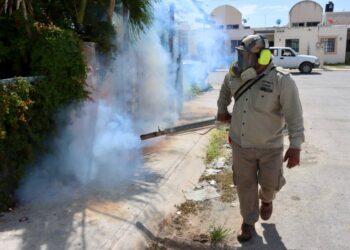 Combaten al mosco transmisor del dengue en Puerto Morelos