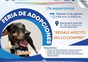 Gobierno de Playa del Carmen invita a la “Feria de Adopción”