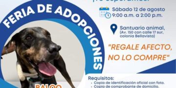 Gobierno de Playa del Carmen invita a la “Feria de Adopción”