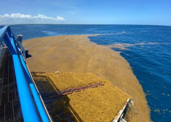 Gobierno de Puerto Morelos mantiene estrecha coordinación para hacer frente al sargazo