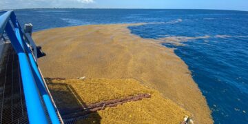 Gobierno de Puerto Morelos mantiene estrecha coordinación para hacer frente al sargazo
