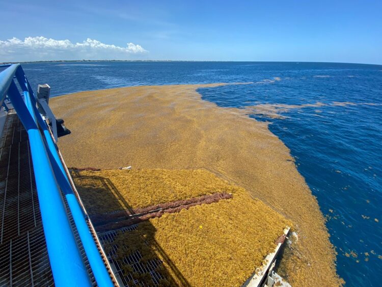 Gobierno de Puerto Morelos mantiene estrecha coordinación para hacer frente al sargazo