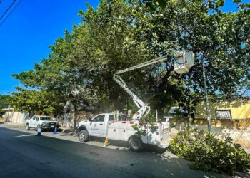 Realizan poda de árboles por temporada de lluvias en Playa del Carmen