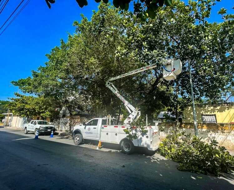 Realizan poda de árboles por temporada de lluvias en Playa del Carmen