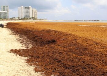 Sargazo en Quintana Roo un problema serio; Laura Beristain