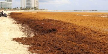 Sargazo en Quintana Roo un problema serio; Laura Beristain