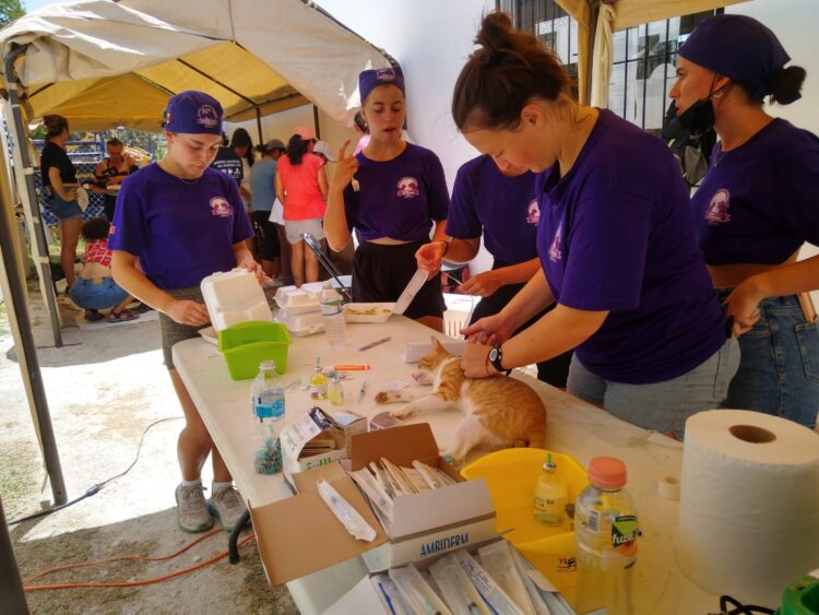 Gobierno de Puerto Morelos organiza campaña de esterilización canina y felina