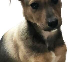 Pensamientos de pandemia y una daga en el corazón