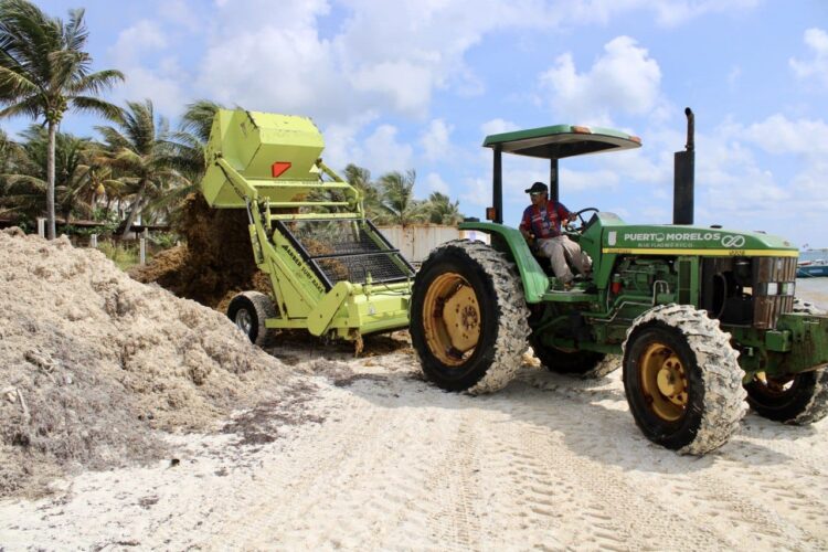 La lucha contra el sargazo es imparable en Puerto Morelos: Blanca Merari