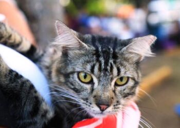 Realizan por primera vez censo canino y felino en Solidaridad