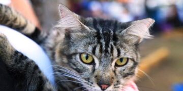 Realizan por primera vez censo canino y felino en Solidaridad