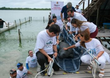 Encabeza Mara Lezama liberación de Pompeyo en el Santuario del Manatí