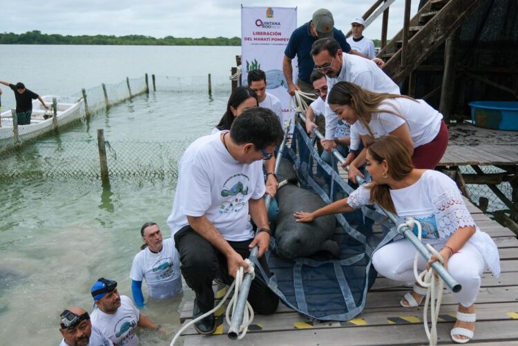Encabeza Mara Lezama liberación de Pompeyo en el Santuario del Manatí