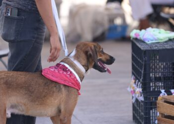 Ponen en marcha campaña de esterilización de perros y gatos en Puerto Morelos