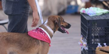 Ponen en marcha campaña de esterilización de perros y gatos en Puerto Morelos