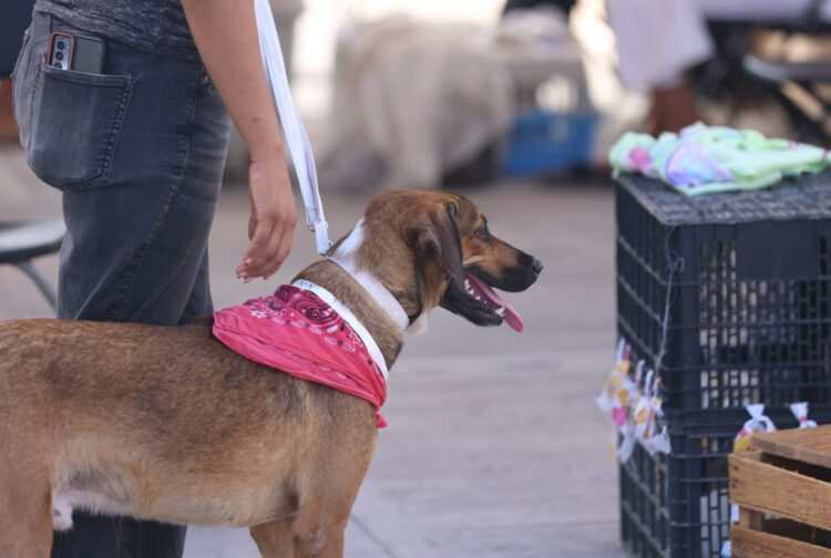 Ponen en marcha campaña de esterilización de perros y gatos en Puerto Morelos