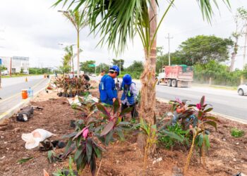 Restauran vegetación en camellones de carretera federal en Playa del Carmen