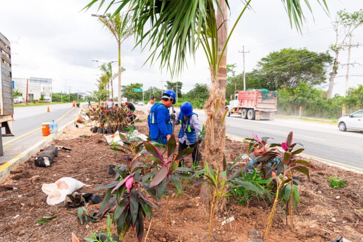 Restauran vegetación en camellones de carretera federal en Playa del Carmen