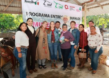 Impulsan la crianza de búfalos en la Zona Continental de Isla Mujeres