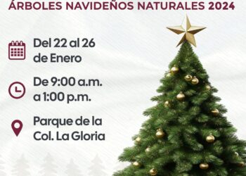 Gobierno de Isla Mujeres abrirá centro de acopio para árboles de Navidad