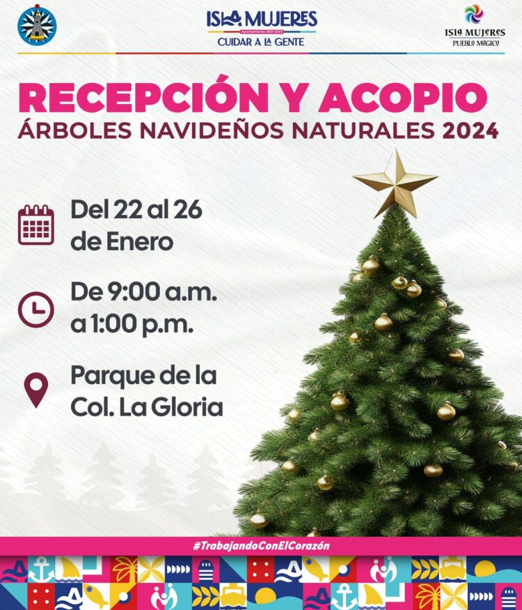 Gobierno de Isla Mujeres abrirá centro de acopio para árboles de Navidad