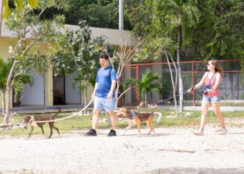 Atención integral a mascotas en Playa del Carmen