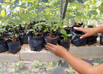 Fomento Agropecuario de Puerto Morelos impulsa creación de huertos urbanos y unidades deportivas