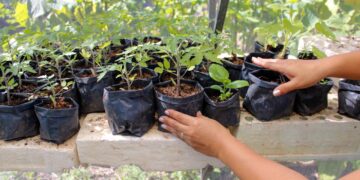 Fomento Agropecuario de Puerto Morelos impulsa creación de huertos urbanos y unidades deportivas