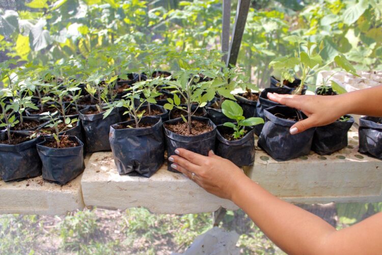 Fomento Agropecuario de Puerto Morelos impulsa creación de huertos urbanos y unidades deportivas