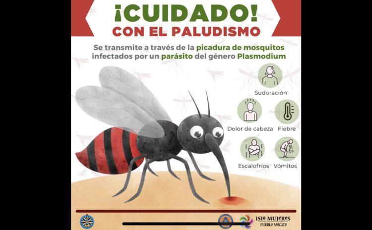 Refuerzan acciones para prevención y detección del paludismo en Isla Mujeres
