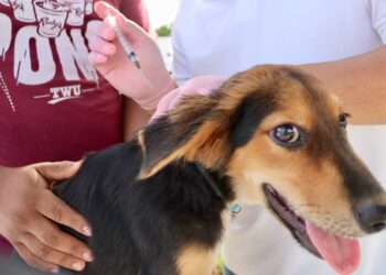 Confirman campaña de vacunación contra la rabio en Puerto Morelos