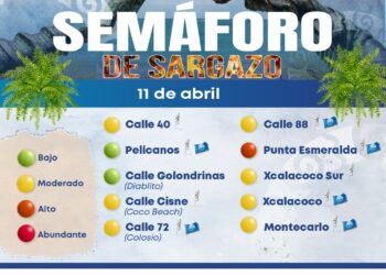 Conoce y consulta el semáforo de sargazo en Playa del Carmen