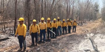 Trabajan de manera coordinada en Quintana Roo para el combate de incendios forestales