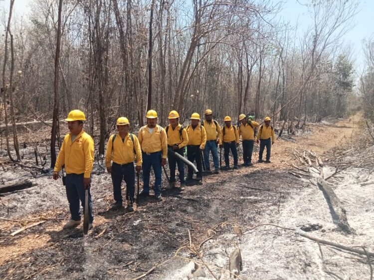 Trabajan de manera coordinada en Quintana Roo para el combate de incendios forestales