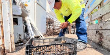 Realizan exitosa jornada de descacharrización en la colonia La Gloria en Isla Mujeres