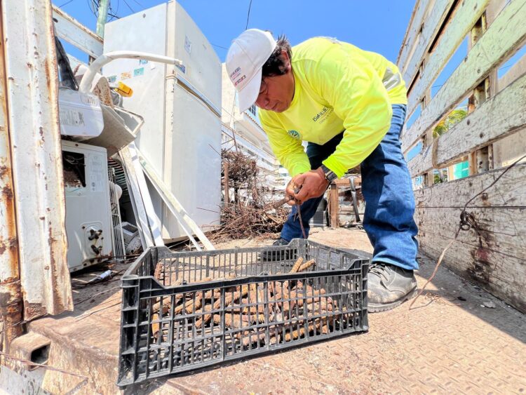 Realizan exitosa jornada de descacharrización en la colonia La Gloria en Isla Mujeres