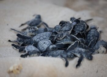 Ultiman detalles de temporada de anidación de tortugas marinas 2024 en Puerto Morelos